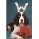 Pet Costume- Rein Dog * Pet Costume- Rein Dog *