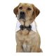 Pet Costume- Black Bow Tie *