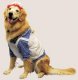 Raggedy Ann Pet Costume *