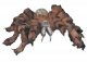 Tarantula Tarantula