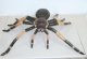 Tarantula Spider, Latex Tarantula Spider, Latex